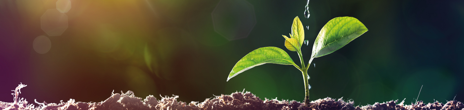 Wir leben Nachhaltigkeit – der Umwelt zuliebe