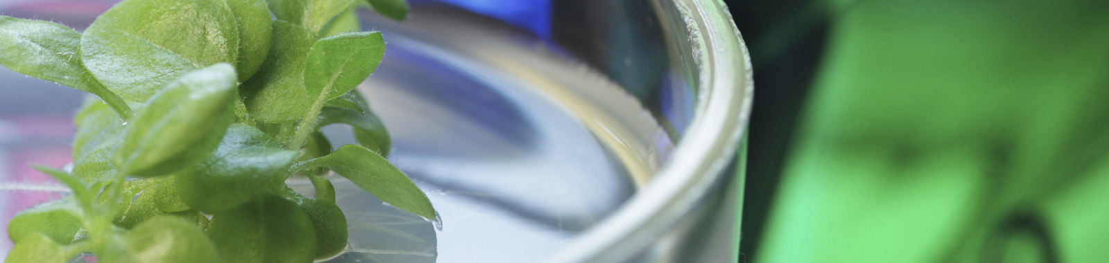 Ökotoxizität, Biotests