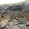 PFAS in Böden