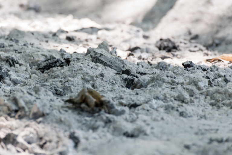 Untersuchungen von Pflanzenkohle